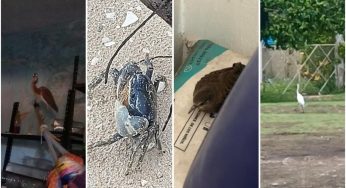 Comportamiento inusual de animales indicaría alerta sobre fenómenos hidrometeorológicos