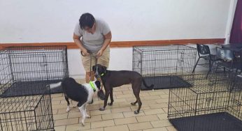 Abren refugios temporales para mascotas