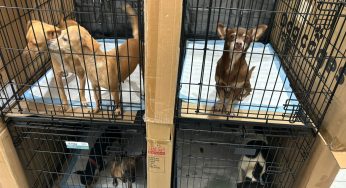 SEMA resguardó a 156 mascotas durante el paso de Huracán Beryl en Quintana Roo