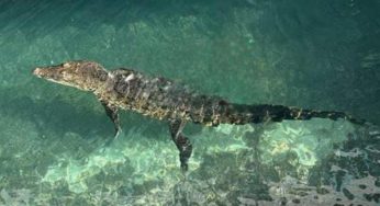 Cocodrilo en alberca de un hotel en Cancún provoca alarma entre turistas