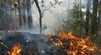 Preocupante aumento de incendios forestales en Quintana Roo; van 44 mil 844 hectáreas devastadas en 2024