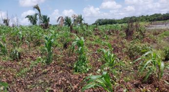 Inundaciones amenazan cosechas de maíz en Lázaro Cárdenas: campesinos temen pérdidas del 50%