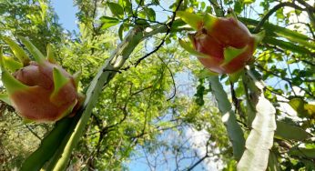 Productores de pitahaya enfrentan problemas por sequía y cosecha retrasada en Chumpón