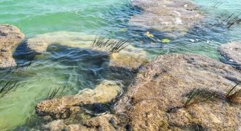 Hacen un llamada a cuidar a los estromatolitos en la Laguna de los Siete Colores
