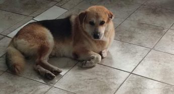 Falta de compromiso en el registro de mascotas: Solo tres municipios cumplen con la Ley de Protección Animal