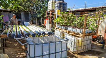 Población de Cancún opta por cultivos orgánicos con hidroponía y acuaponía para mejorar alimentación