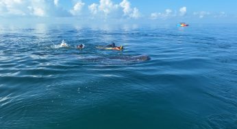 Aumenta el avistamiento del tiburón ballena en el Caribe mexicano, impulsando el turismo local