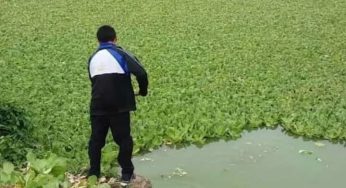 Lechuguilla de agua podría secar cuerpo lagunar