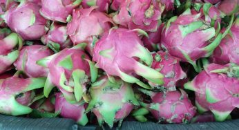 “Coyotes” ocasionan que precio de la pitahaya baje