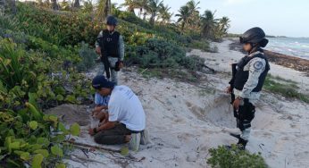 Recuperan huevos de tortuga que fueron robados