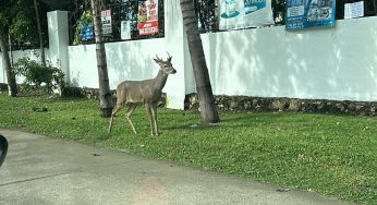 Sorprende venado a habitantes de Fraccionamiento en Playa del Carmen