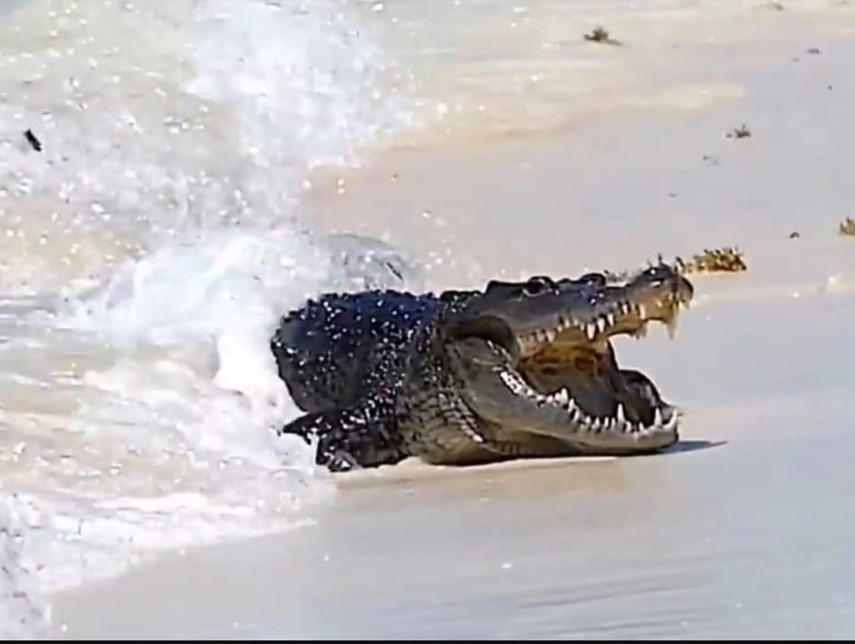 Aumentan avistamientos de cocodrilos en zona costera de Playa del Carmen