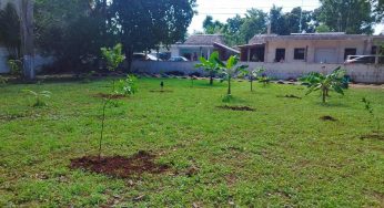 Más de 150 plantas son sembradas en la primaria Agustín Melgar de José María Morelos