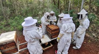 Promueven la participación de mujeres mayas en la conservación de la abeja melipona en Carrillo Puerto