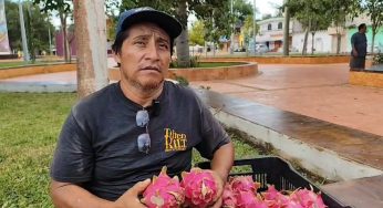 El cultivo de pitahaya está en su apogeo en José María Morelos