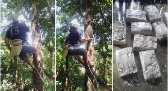 Inicia temporada de recolección de látex para chicle natural en Felipe Carrillo Puerto, pero jóvenes se desinteresan en la tradición