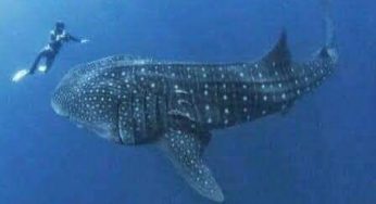A punto de concluir la temporada de avistamiento del tiburón ballena, cambios bruscos de clima afectan a embarcaciones