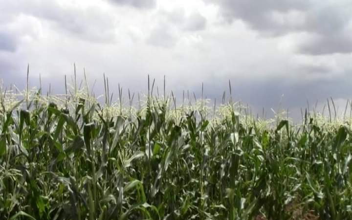 Productores de campo tendrán que pagar grandes cantidades al no ser incluidos en el programa de apoyo de tarifa por bombeo de productores.