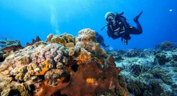 Planean convertir a Cozumel en el destino favorito para el buceo