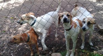Urge construcción de perrera en Carrilo Puerto; Perros callejeros se han convertido en un problema de salud pública