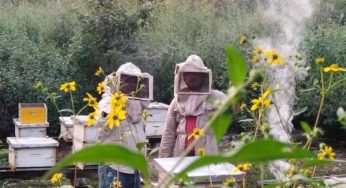 Apicultores de Chunhuhub informan sobre estabilidad en el precio de la miel y desafíos del sector