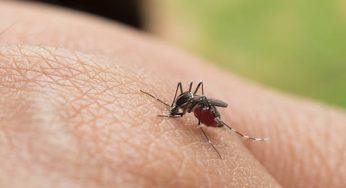 José María Morelos, con solo 12 casos de dengue en lo que va de 2024