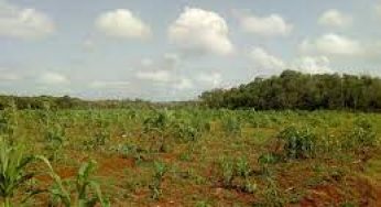 Pierden productores cosecha de maíz por lluvias en Sabán