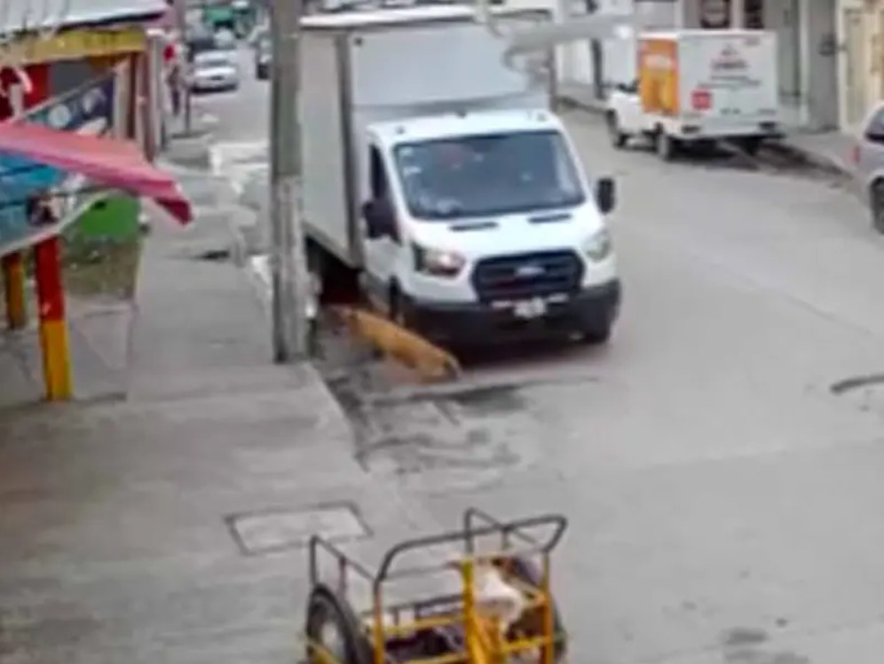 Exigen justicia en Tabasco a “Scooby Doo”, perrito atropellado adrede