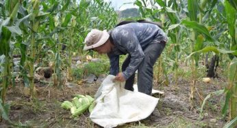 Al menos 200 campesinos de FCP piden ser incluidos en el programa ‘Sembrando Vida’