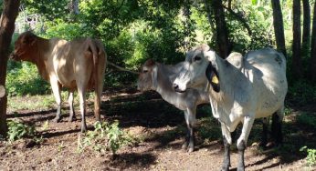 Cierre de fronteras por gusano barrenador impactará al precio de la carne en zona maya