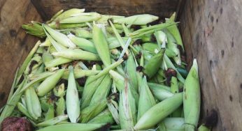 Productores de elote reportan bajas ventas en José María Morelos