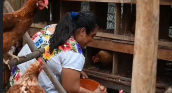 Mujeres productoras de huevo en FCP consolidaron su proyecto sostenible