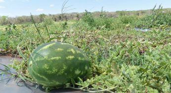Aprovechan productores “buen tiempo” para tener una gran cosecha de sandía en 2025