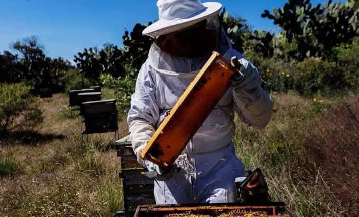 Apicultores en Quintana Roo piden ser incluidos en lista de exportadores para competir en mercados internacionales