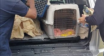 Piden a ciudadanos decir no a la compra de animales silvestres; caza, transportación y venta se encuentran sancionados