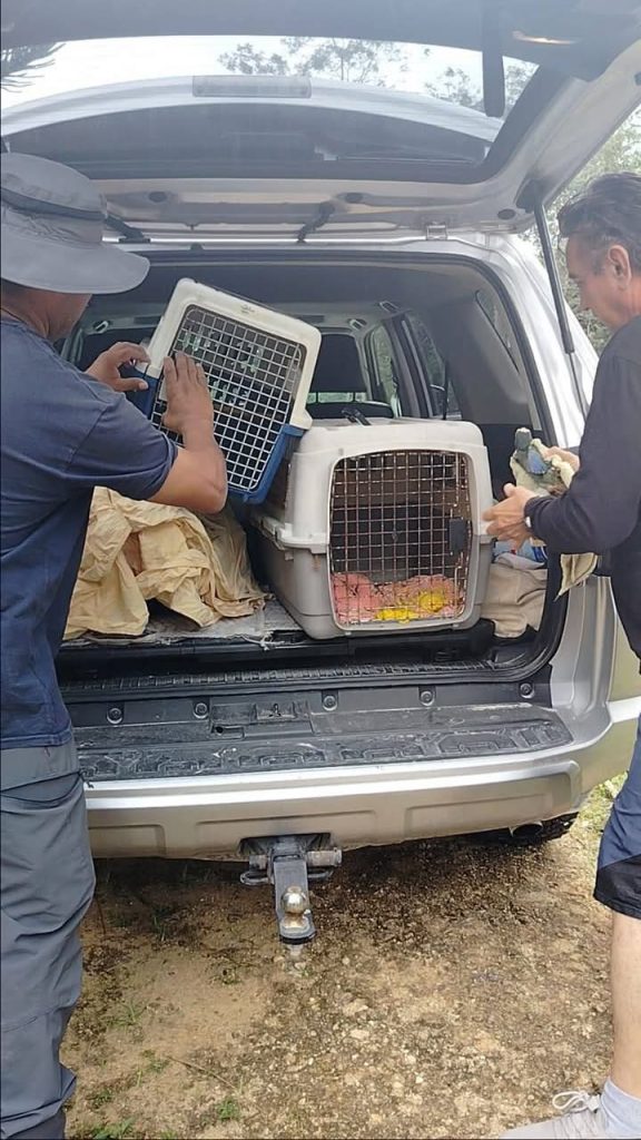 Piden a ciudadanos decir no a la compra de animales silvestres; caza, transportación y venta se encuentran sancionados