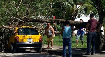 Enorme árbol de mango cayó sobre un auto que estaba estacionado, en Chetumal