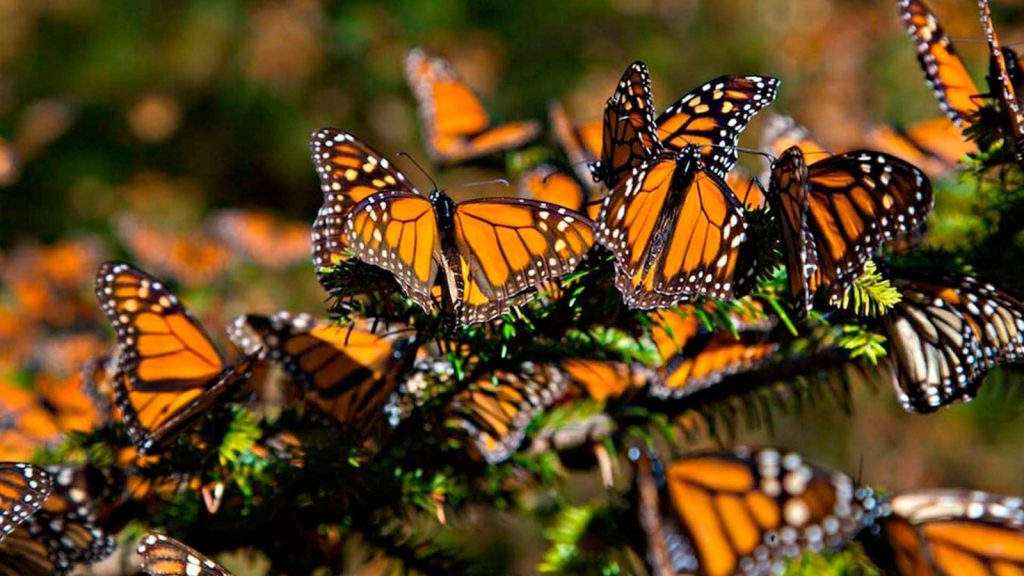 Aumento histórico en la presencia de la mariposa Monarca en los bosques mexicanos durante la temporada 2024-2025