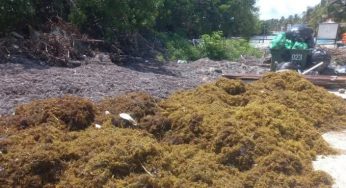 Se acumula sargazo en las playas de Mahahual