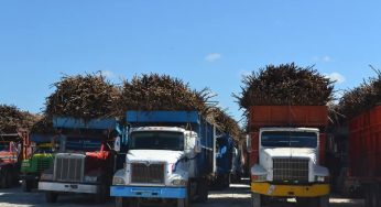Cañeros de Quintana Roo comienzan a registrar alza en el KARBE