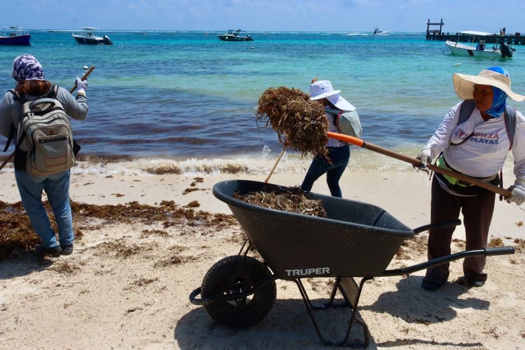 Intensifican la limpieza de playas ante el recale de sargazo en Puerto Morelos