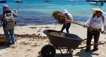 Intensifican la limpieza de playas ante el recale de sargazo en Puerto Morelos