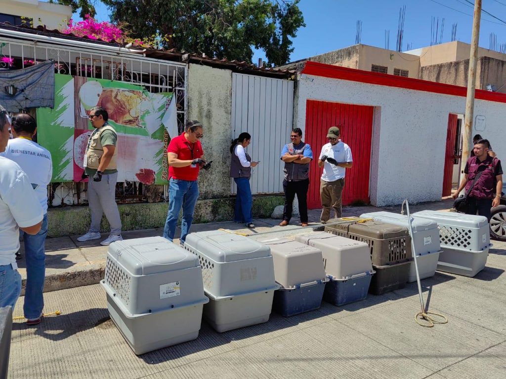 Rescatan a ocho perros en un predio en la Supermanzana 24