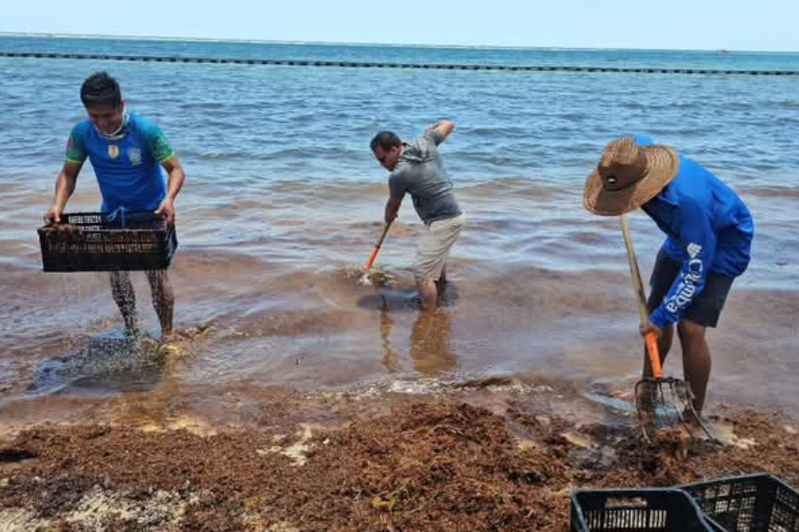 Evalúan ampliar la barrera sargacera en Mahahual