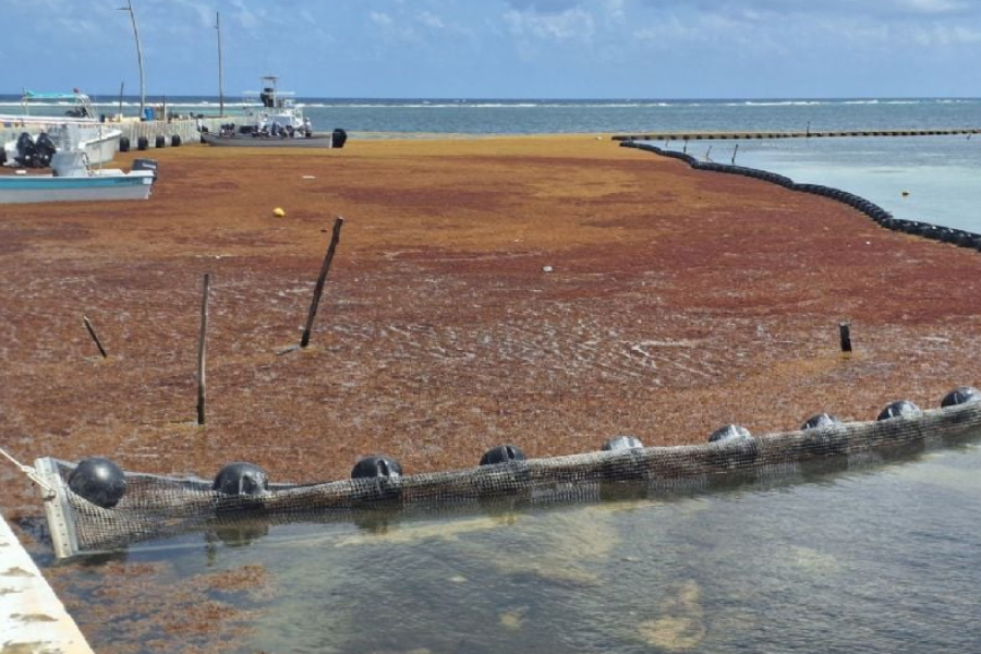 Empresas extranjeras buscan aprovechar el sargazo en Quintana Roo