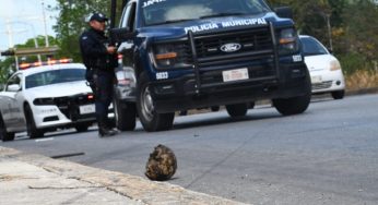 Perros encuentran y arrastran restos humanos hasta la avenida 20 de Noviembre