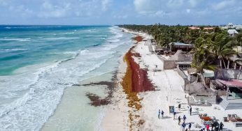 Recolectan más de 590 toneladas de sargazo en Tulum