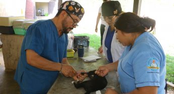 Arrancan la jornada de esterilización de mascotas en Lázaro Cárdenas