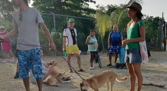 Cuidado al llevar a tu perro a la playa: riesgo de golpes de calor