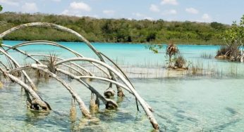 Proponen leyes para proteger ecosistemas